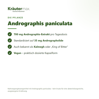 Andrographis Kapseln – mit Andrographis paniculata (Kalmegh), standardisiert auf Andrographolide